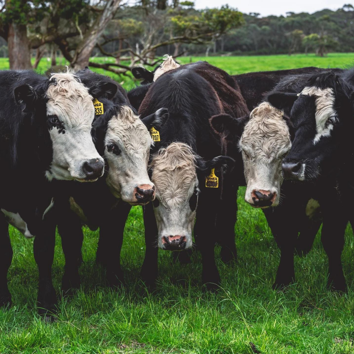 Grass-Fed vs Grass-Finished Beef