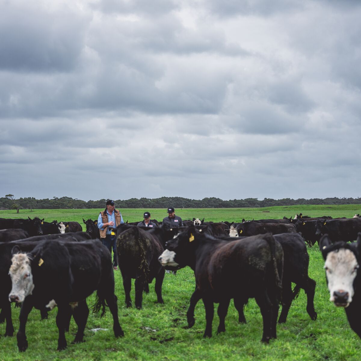 Grass-Fed Beef