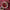 Orange Cranberry Sauce 