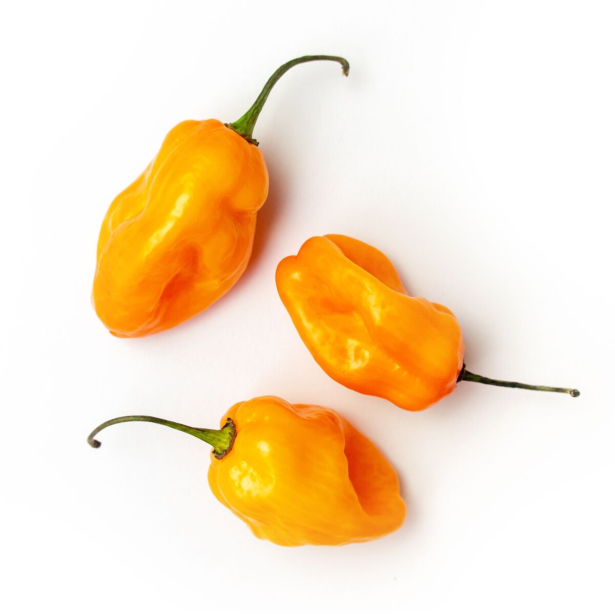 vine of Peppers - nightshade vegetable list