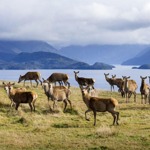 is venison healthy