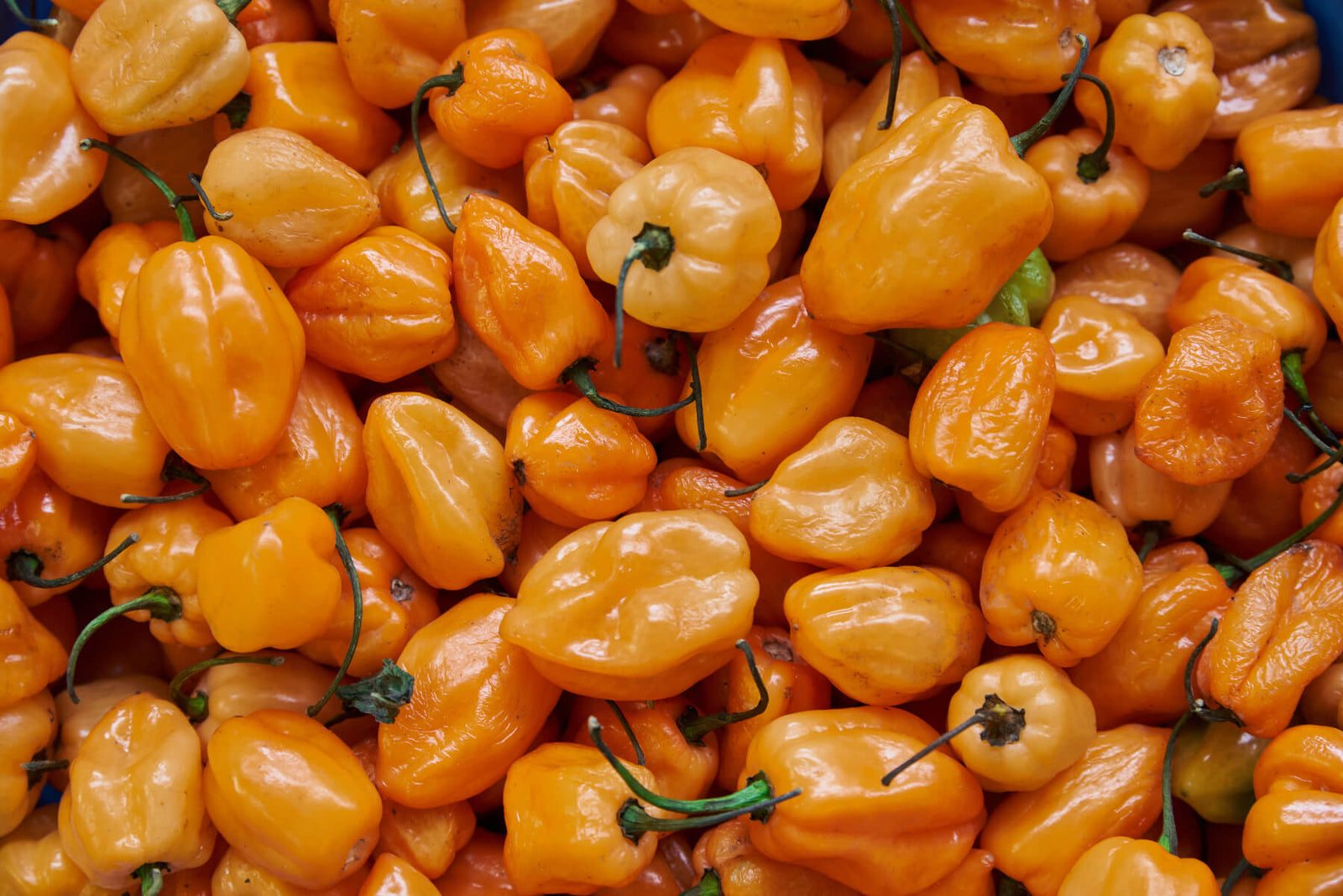 Habanero Pepper - Spice Level