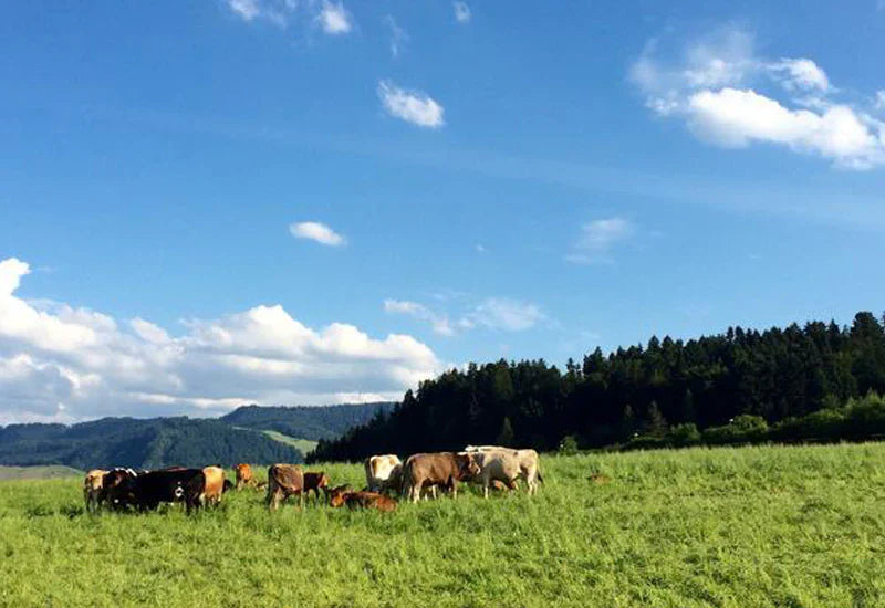 Health Benefits of New Zealand Grass-Fed Beef